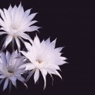 0a798b85088c14f24b8e520c4ff724b9_s