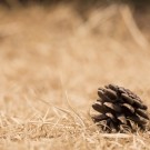 576d853c2039d5ecb82e43a9fb951875_s